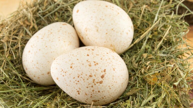 turkey eggs